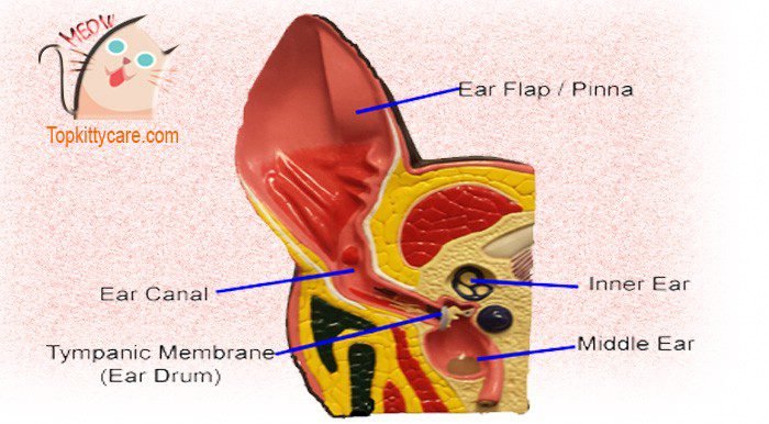 Cat ears include: outer ear, middle ear and inner ear