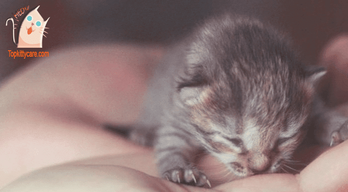 Take care of neonatal kittens