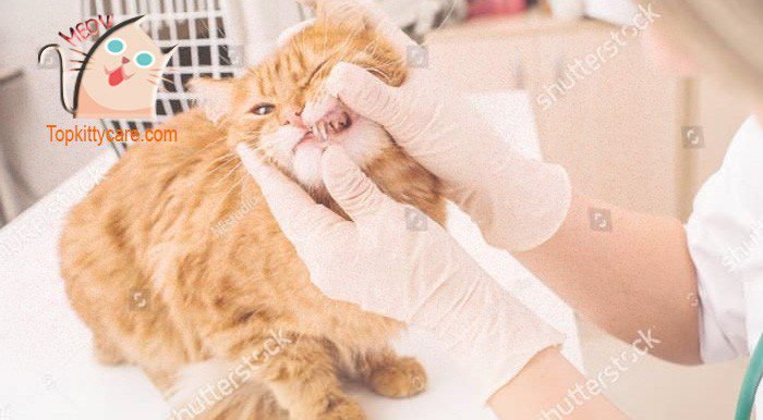 Treatment of bad breath in cats?