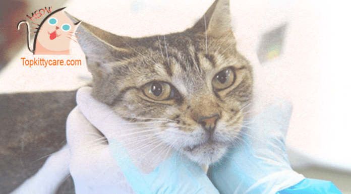Curated visual reference: Gallery Detail: Effective Way To Kitten Diarrhea Treatment