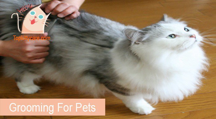 Grooming for cats regularly to avoid fleas