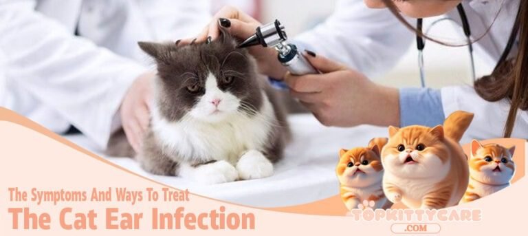 The Symptoms And Ways To Treat The Cat Ear Infection