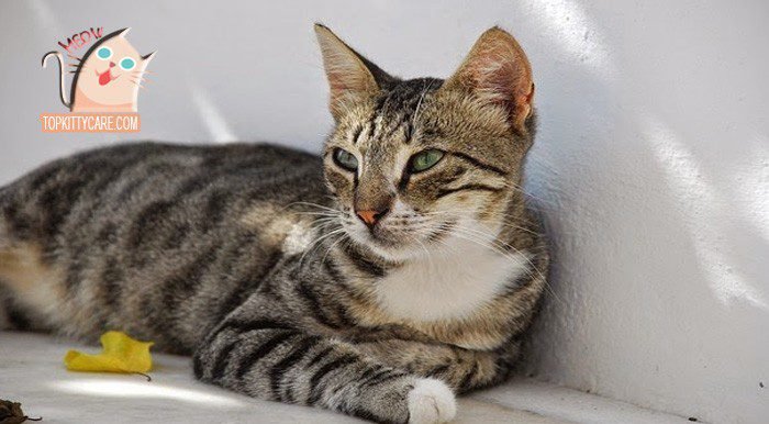 CAUSES OF BACTERIA INFECTIONS IN CATS
