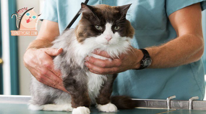 DIAGNOSIS OF BACTERIAL INFECTIONS IN CATS