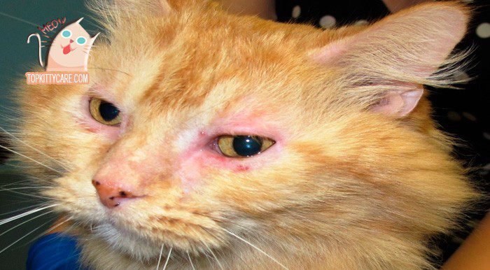 SYMPTOMS OF SKIN INFECTIONS IN CATS