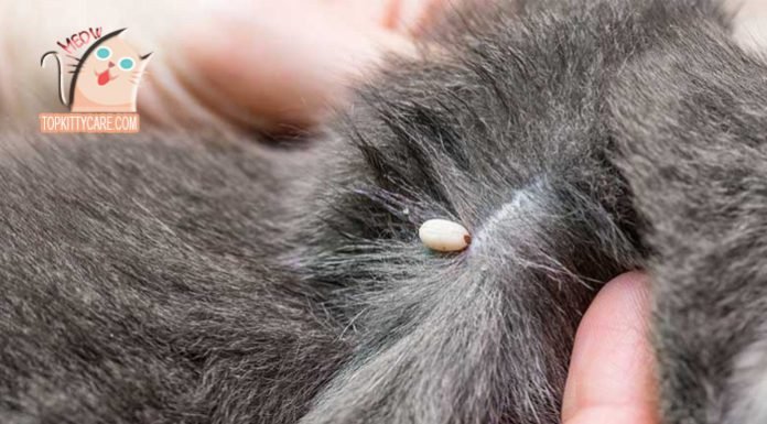 SKIN INFECTION IN CATS: CAUSES & TREATMENT - Flea Infestation Causing Skin Infection In Cats