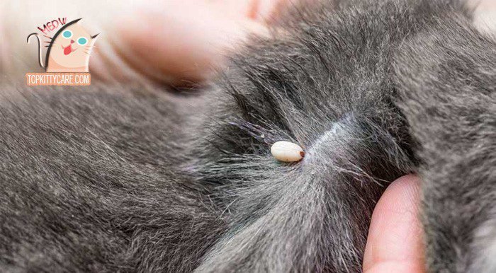 TYPES AND CAUSES OF SKIN INFECTIONS IN CATS