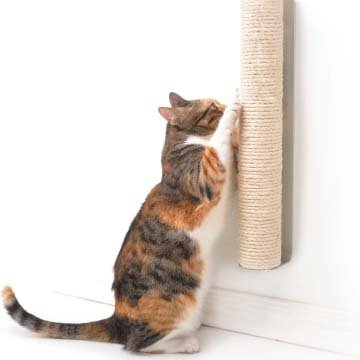 4CLAWS Wall Mounted Cat Scratching Post