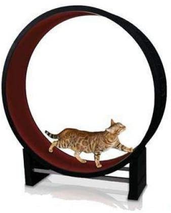 Best cat exercise wheel By CanadianCat Company