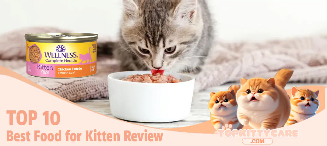 top 10 Best Food for Kitten Review-1