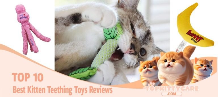 TOP 10 Best Kitten Teething Toys Reviews