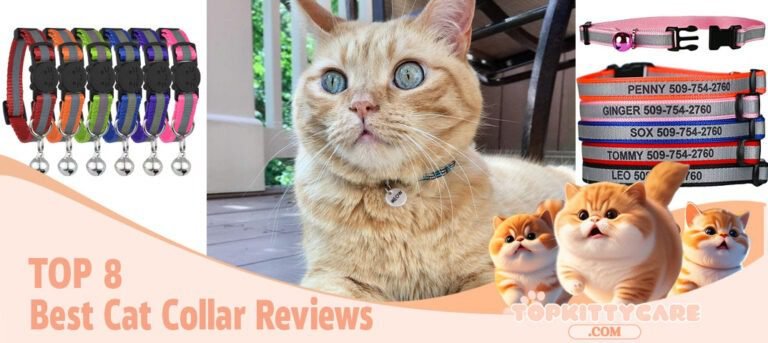 TOP 8 Best Cat Collar Reviews