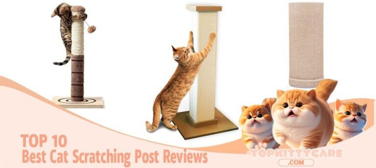 TOP 10 Best Cat Scratching Post Reviews