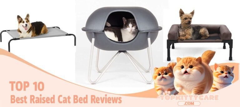 TOP 10 Best Raised Cat Bed Reviews