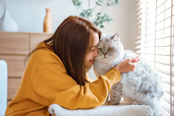 Happy young asian woman hugging cute grey persian cat on couch in living room at home