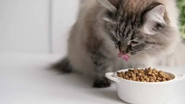 Close up Long haired cat eating organic food from a bowl