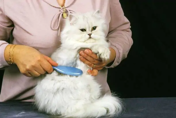 Grooming a White Persian Domestic Cat, Brush