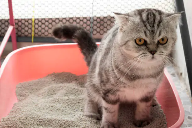 Litter Box Training