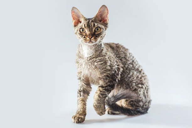 Cornish Rex kitten posing on a grey