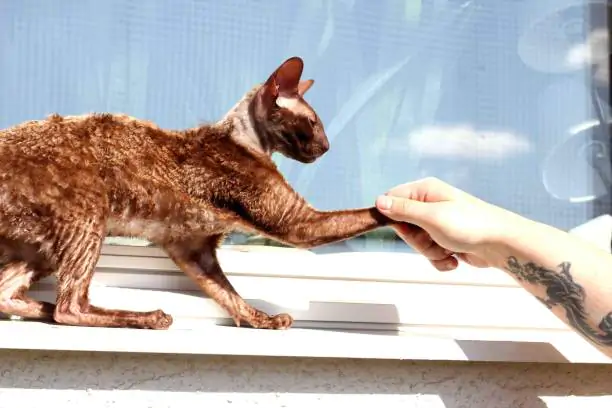 Ina the Cornish Rex