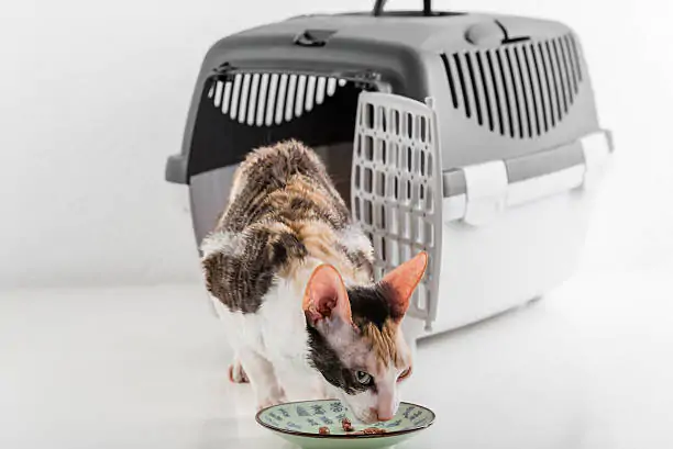 Cat and Cat Carrier
