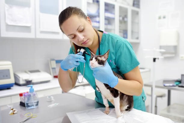 Veterinarian doctor checking the ears of cat