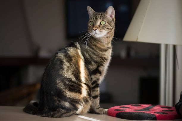 Portrait of a beautiful tabby Manx Cat