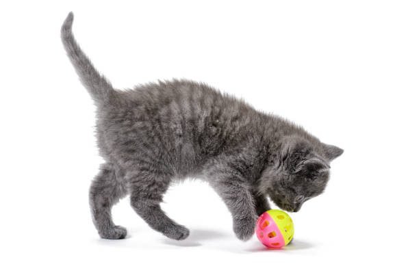 kitten plays with a ball