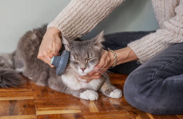 Cat hair brush, Combing hair brush for animals