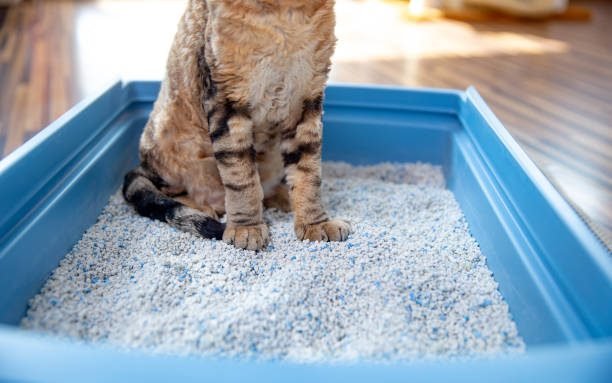 Cat Sitting on Clumping Sand in Blue Litter Box
