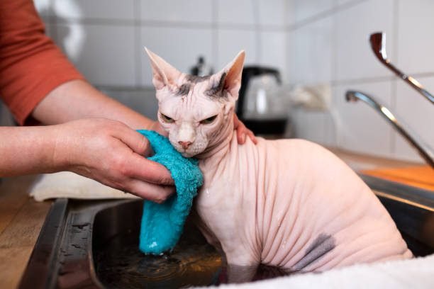 displeased hairless sphynx cat getting washed