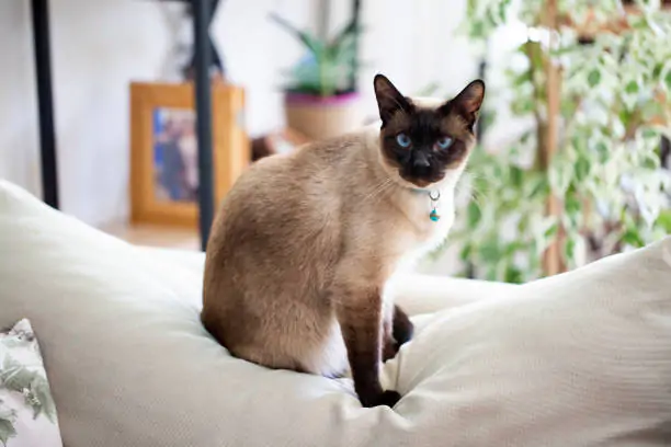 Siamese Cat Breed