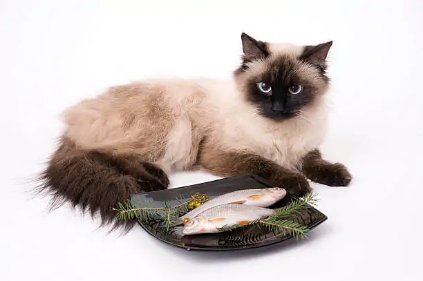 The cat lies before a plate with fish