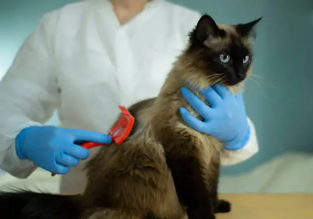 Hair salon for cats