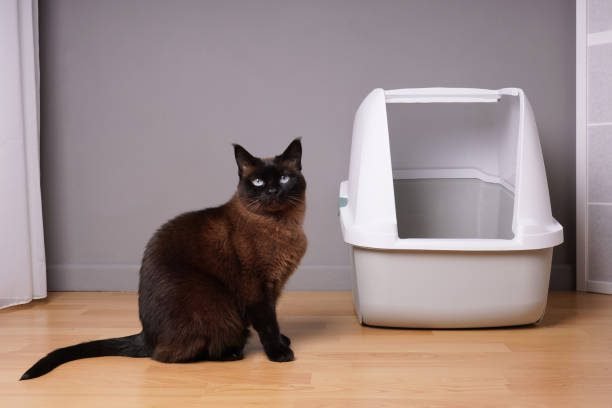 Training cat litter box in living room at home