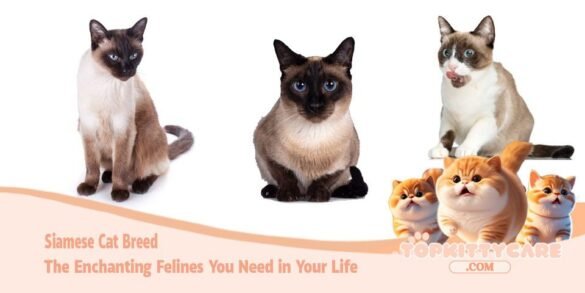 Siamese Cat Breed The Enchanting Felines You Need in Your Life.1.2