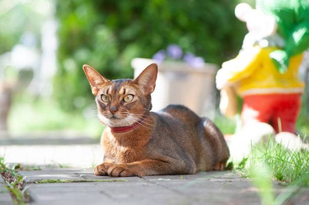 Beautiful Abyssinian in a collar