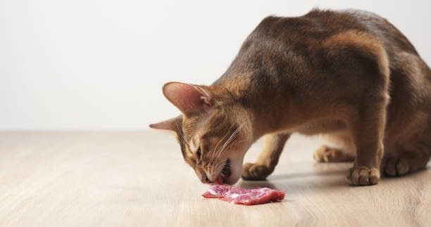 cat eating meat from table