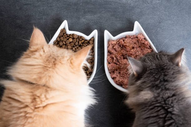 two cats eating wet and dry pet food
