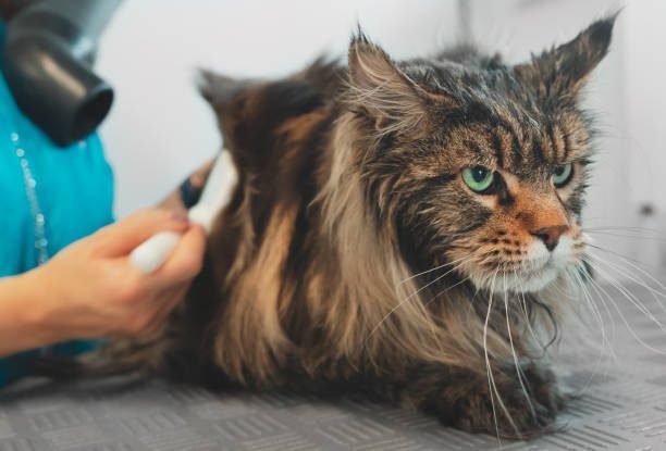 dries and combs the cat in grooming
