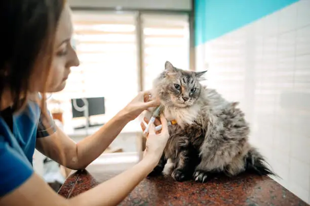 Young female veterinarian for American Curl