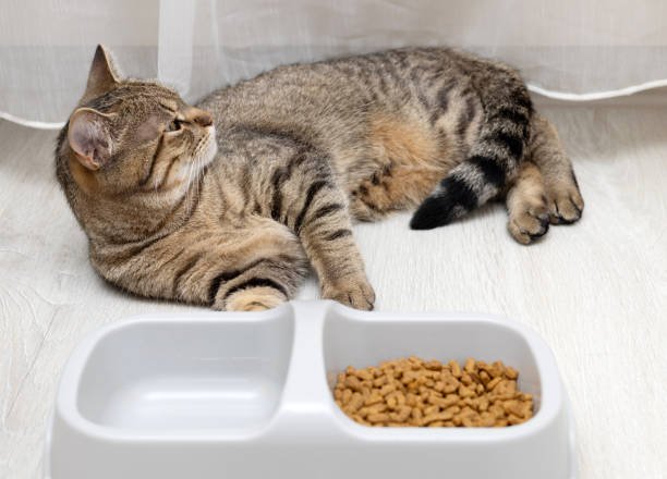 American Curl cat next to bowl with dry food