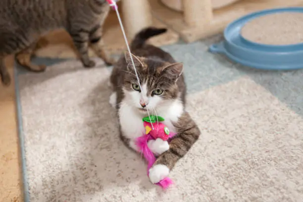 playful gray and white tabby cat