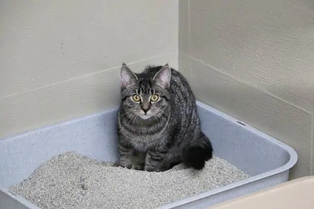 Small tabby kitten sits shyly in a corner of the cat toilet