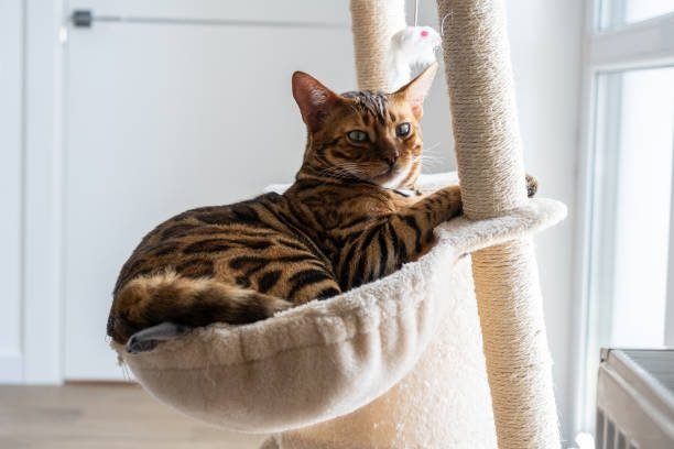 Cute bengal cat laying on the cat's window bed