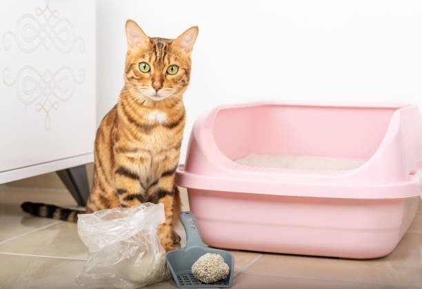 Domestic cat and scoop with clumping filler Cat litter cleaning