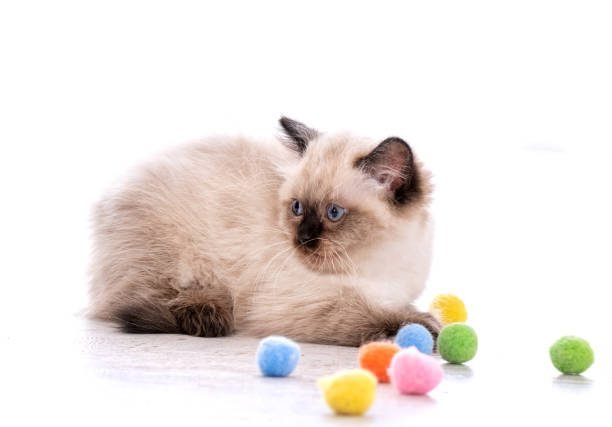 ragdoll kitten lying on the floor with colorful balls