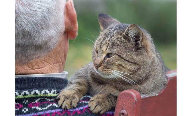 Can Cats Get Alzheimer's Disease like Humans?