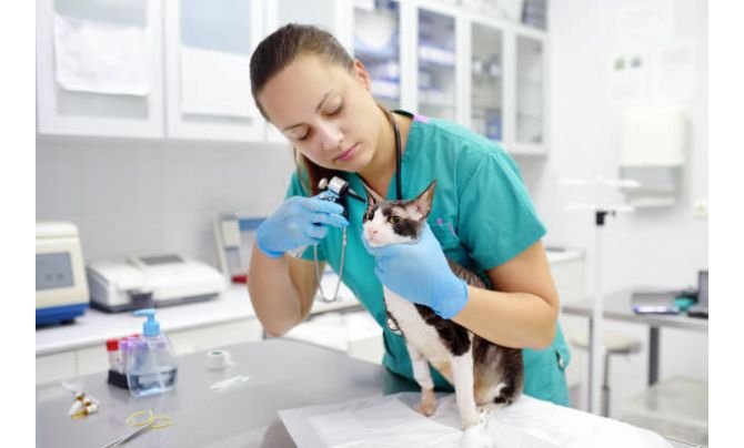 The Symptoms And Ways To Treat The Cat Ear Infection